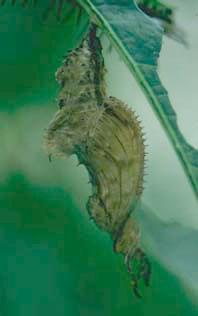 Chrysalis